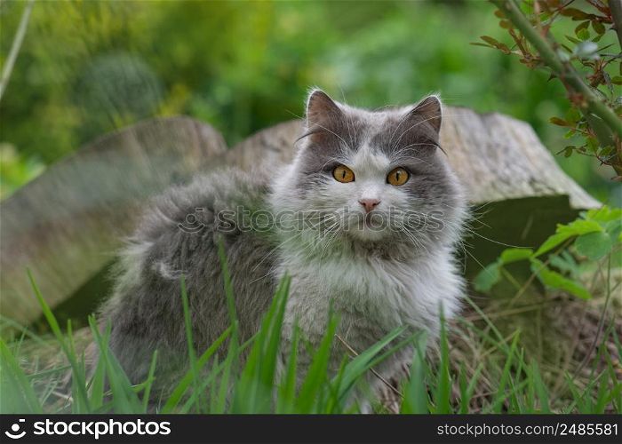 Cat laying and playing in the grass. Cat lying on a grass field on a garden. Beautiful cat sitting in a meadow.. Kitten relaxing in the grass. Cat lies on a green lawn. Cat on the grass