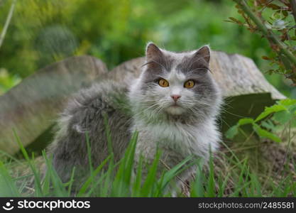 Cat laying and playing in the grass. Cat lying on a grass field on a garden. Beautiful cat sitting in a meadow.. Kitten relaxing in the grass. Cat lies on a green lawn. Cat on the grass