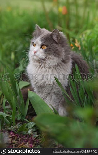 Cat laying and playing in the grass. Kitten relaxing in the grass. Cat lies on a green lawn.. Cat on the grass. Cat lying on a grass field on a garden. Beautiful cat sitting in a meadow.