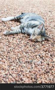 Cat laying down on brown pebble on ground inside the house