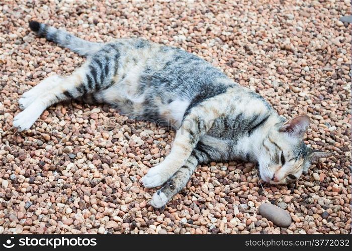 Cat laying down on brown pebble on ground inside the house
