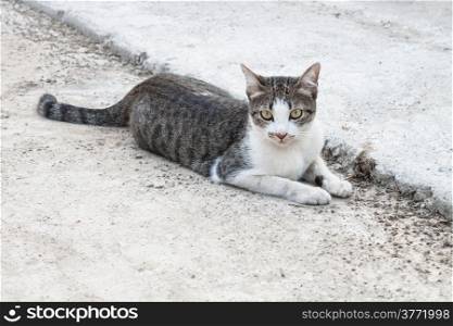 Cat laying on side looking with interest