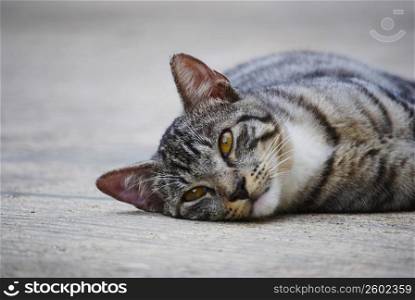 Cat laying on sidewalk