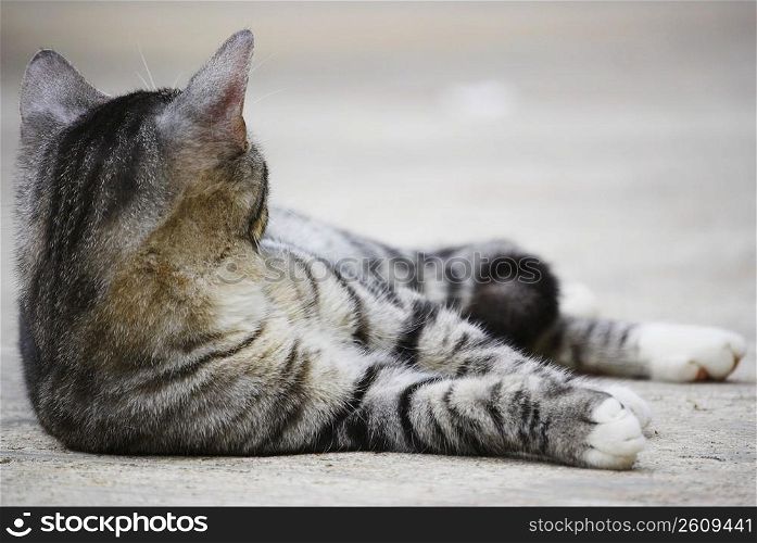 Cat laying on sidewalk