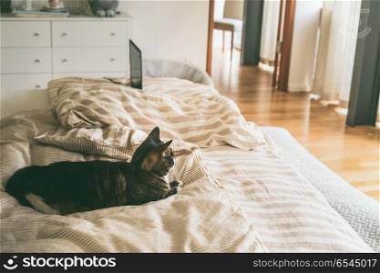 cat lies in bed in bedroom with large window. House still life. Cozy home scene