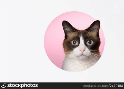 Cat look to camera through a cut hole in paper pink background layered design side copy space