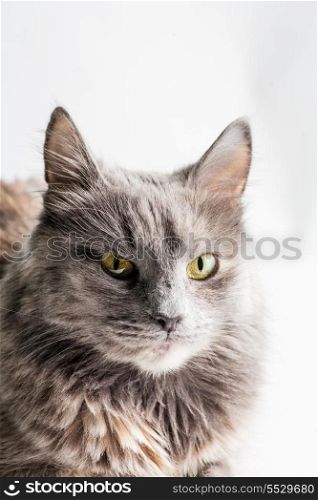 Cat looking at camera vertical image