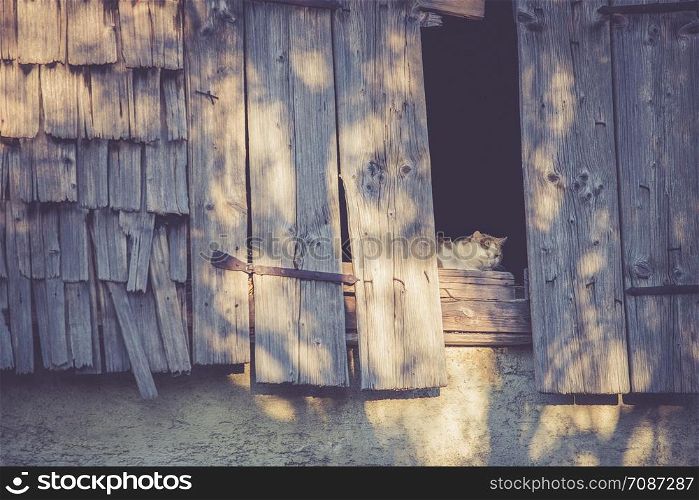 Cat looking out of a building, rural scene