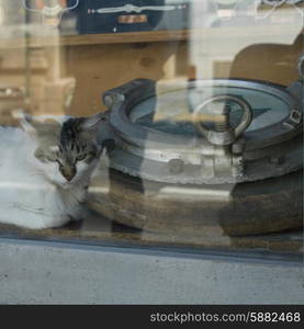 Cat looking out of a window, Valparaiso, Chile