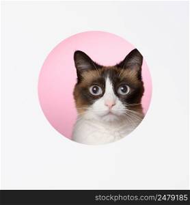 Cat looking to camera portrait through a cut hole in paper pink background layered design copy space
