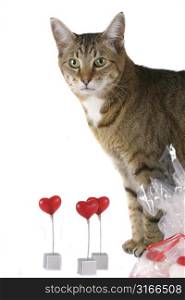 Cat looking upset by the three hearts