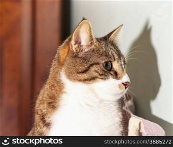 Cat looking, with shadow on the wall, horizontal image