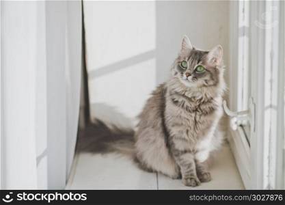 Cat looks up.. The Siberian cat breed is sitting on a white windowsill 1164.. The Siberian cat breed is sitting on a white windowsill 1164.