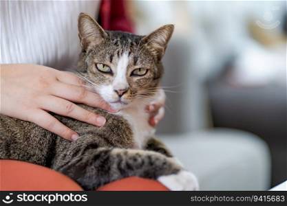 Cat lover female hand petting her lovely cat comfortable Stay home with cat Friendship Animal lover. Cute cat. love Friend human home friendship Animal lover lifestyle