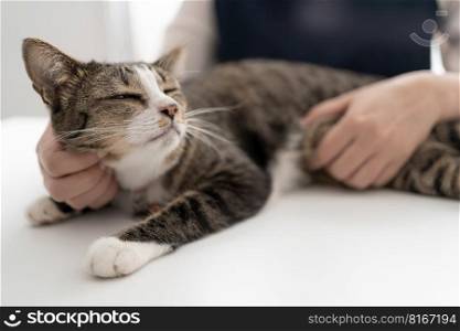 Cat lover female hands taking photo her lovely cat at home friendship Animal lover  lifestyle concept.