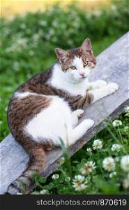 Cat lying on a plank in a garden looking at camera