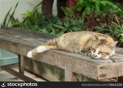 Cat lying on a wooden chair