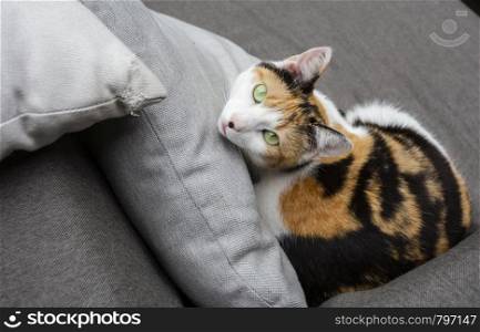 Cat lying on the sofa beautiful green eyes, pets portrait close-up beauty. Cat lying on the sofa beautiful green eyes, pets portrait close-up