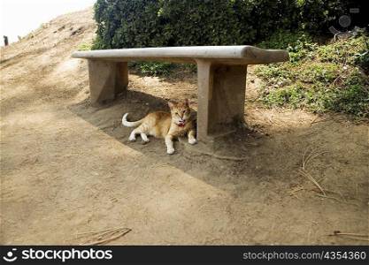 Cat lying under a bench, La Jolla Reefs, San Diego, California, USA