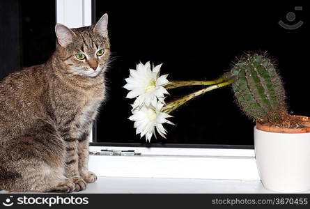 cat near blossoming cactus