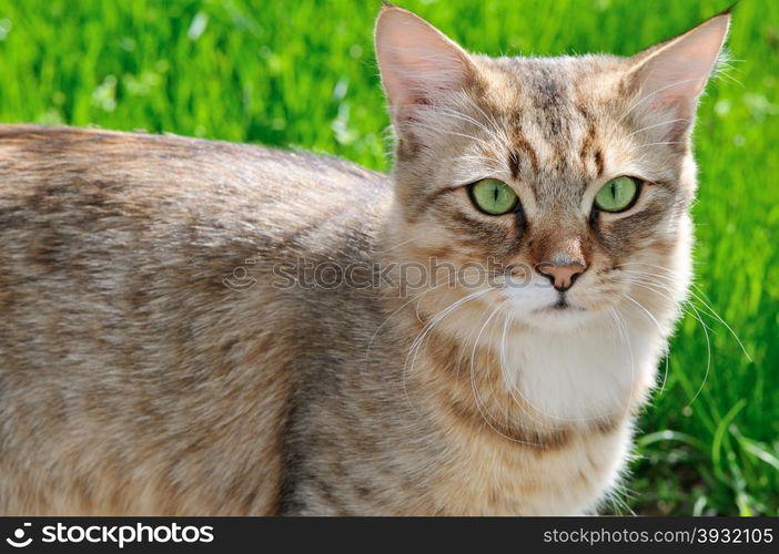 cat on a background of a green grass