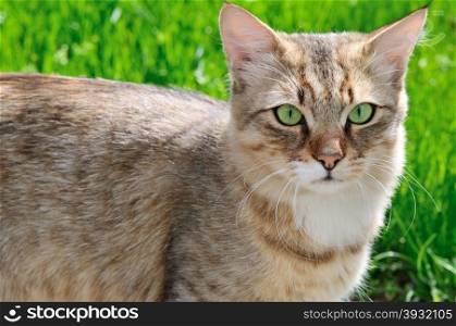 cat on a background of a green grass