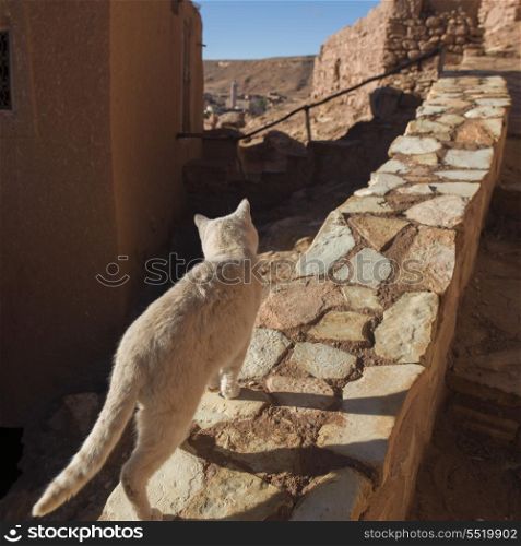Cat on a stone wall at Ait Benhaddou, Ouarzazate, Morocco