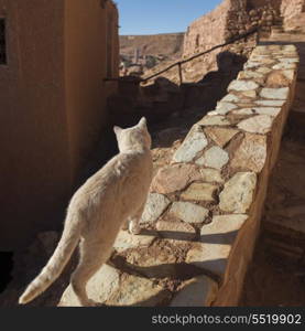 Cat on a stone wall at Ait Benhaddou, Ouarzazate, Morocco