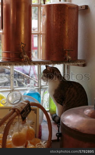 Cat on a windowsill in Ancient perfume laboratory in the village Gourdon, France