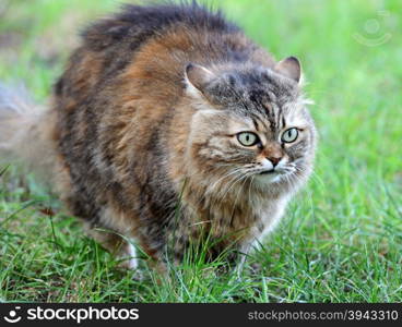 cat on background of green grass