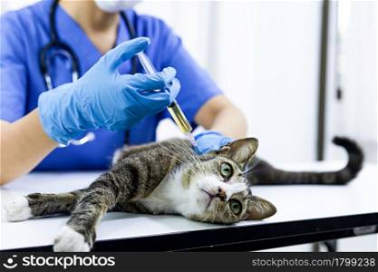 Cat on examination table of veterinarian clinic. Veterinary care. Vet doctor and cat