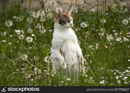 Cat on meadow