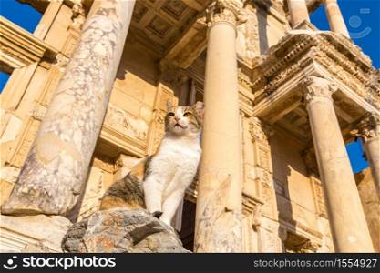 Cat on Ruins of Celsius Library in ancient city Ephesus, Turkey in a beautiful summer day