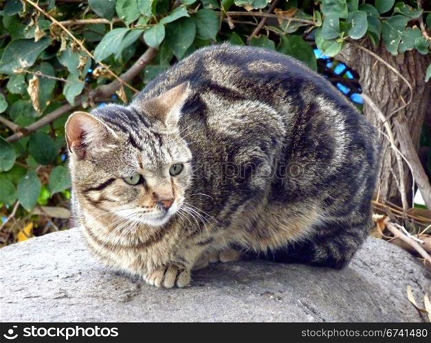 Cat on stone. tabby cat on a stone
