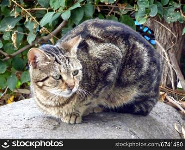 Cat on stone. tabby cat on a stone