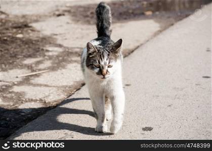 Cat on street