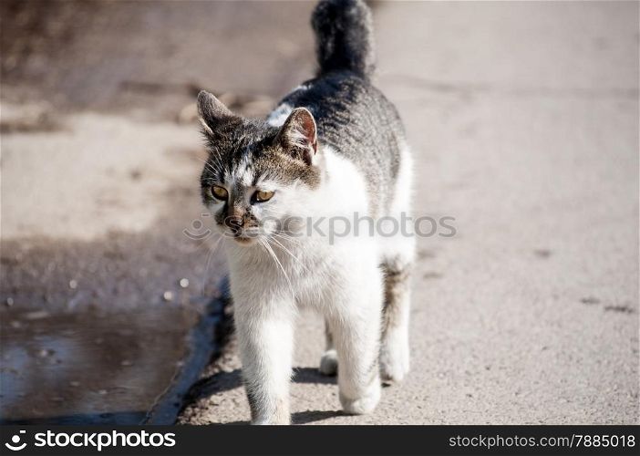 Cat on street