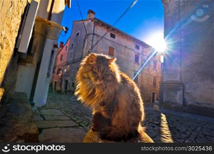 Cat on sun rays on street of Groznjan village, Istria region of Croatia