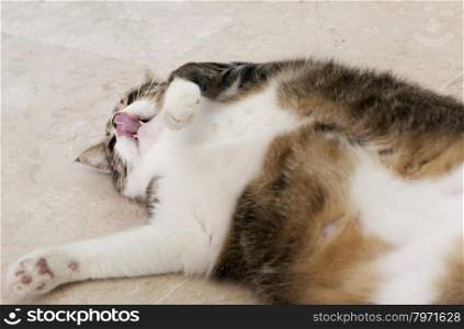 Cat on the floor, licking his lips, horizontal image, focus on the head