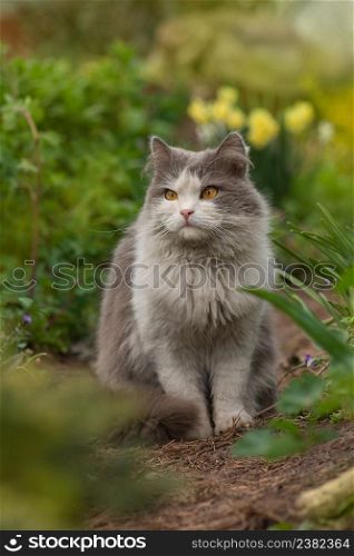 Cat on the garden path. Kitten sitting in the blooming flowers in a garden. Gray fluffy cat sits in flowers. Cat on the footpath.. Cat on garden path near flowers on a clear day