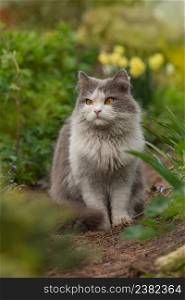 Cat on the garden path. Kitten sitting in the blooming flowers in a garden. Gray fluffy cat sits in flowers. Cat on the footpath.. Cat on garden path near flowers on a clear day