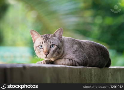 Cat on the house wall. Grey striped cat looking at camera.