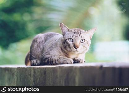 Cat on the house wall. Grey striped cat looking at camera.