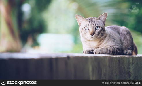 Cat on the house wall. Grey striped cat looking at camera.