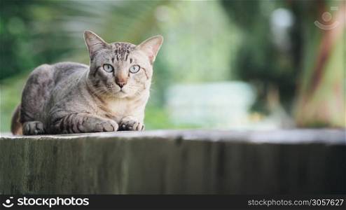 Cat on the house wall. Grey striped cat looking at camera.. Cat on the house wall looking at camera