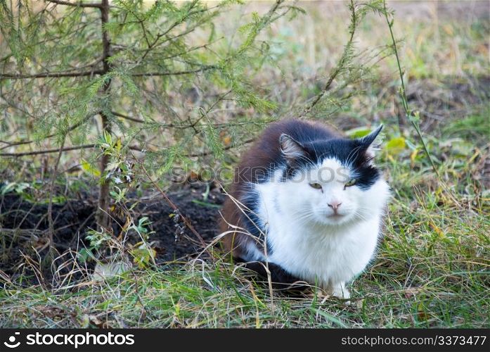 Cat on the nature