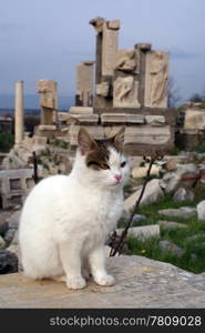 Cat on the stone and ruins in Ephesus, Turkey