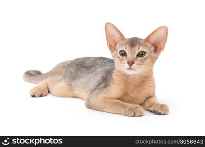 cat on white background