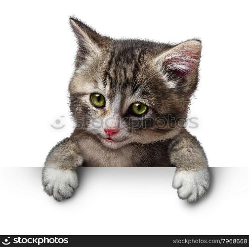 Cat or kitten holding a horizontal blank card sign as a cute feline with a smiling happy expression supporting and communicating a message pertaining to pet care on white.