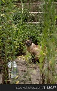 Cat or kitten staring at camera through overgrown garden and yard in Viseu Portugal. Stray cat looking through overgrown garden and yard in Viseu Portugal